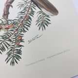 Old bird plate from the 1960s - Turkish Turtle Dove - Zoological and ornithological illustration