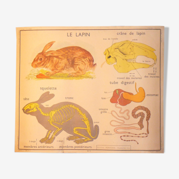 Carte ancienne murale éditions Rossignol années 1950 le lapin et au verso le cheval