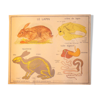 Carte ancienne murale éditions Rossignol années 1950 le lapin et au verso le cheval
