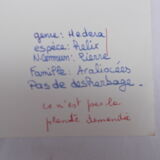 Ensemble de 6 planches d'herbier