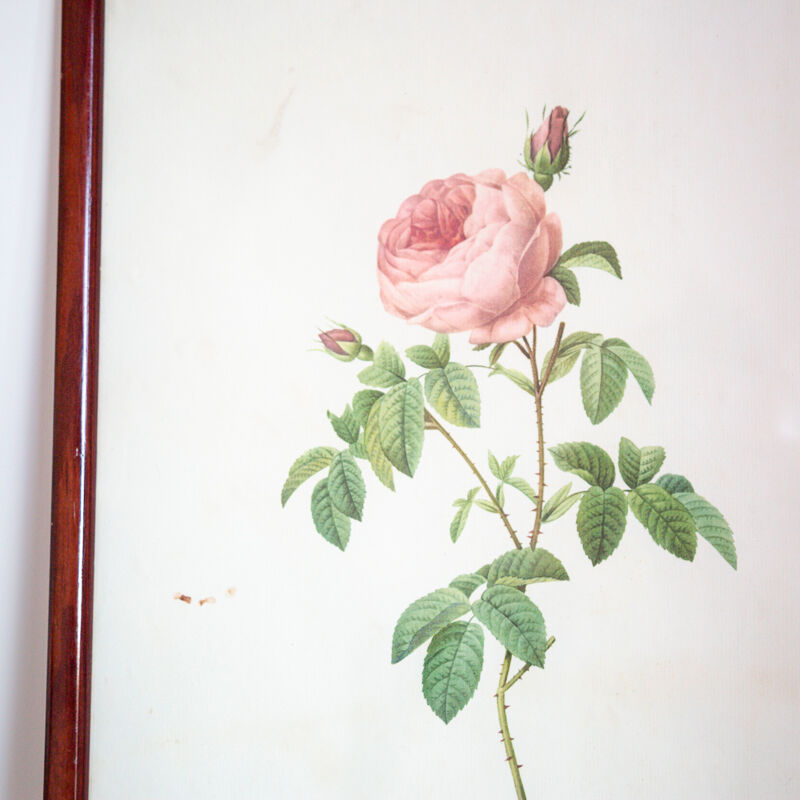 Planche botanique JP Redoute Rosa Centifolia Burgundiaca