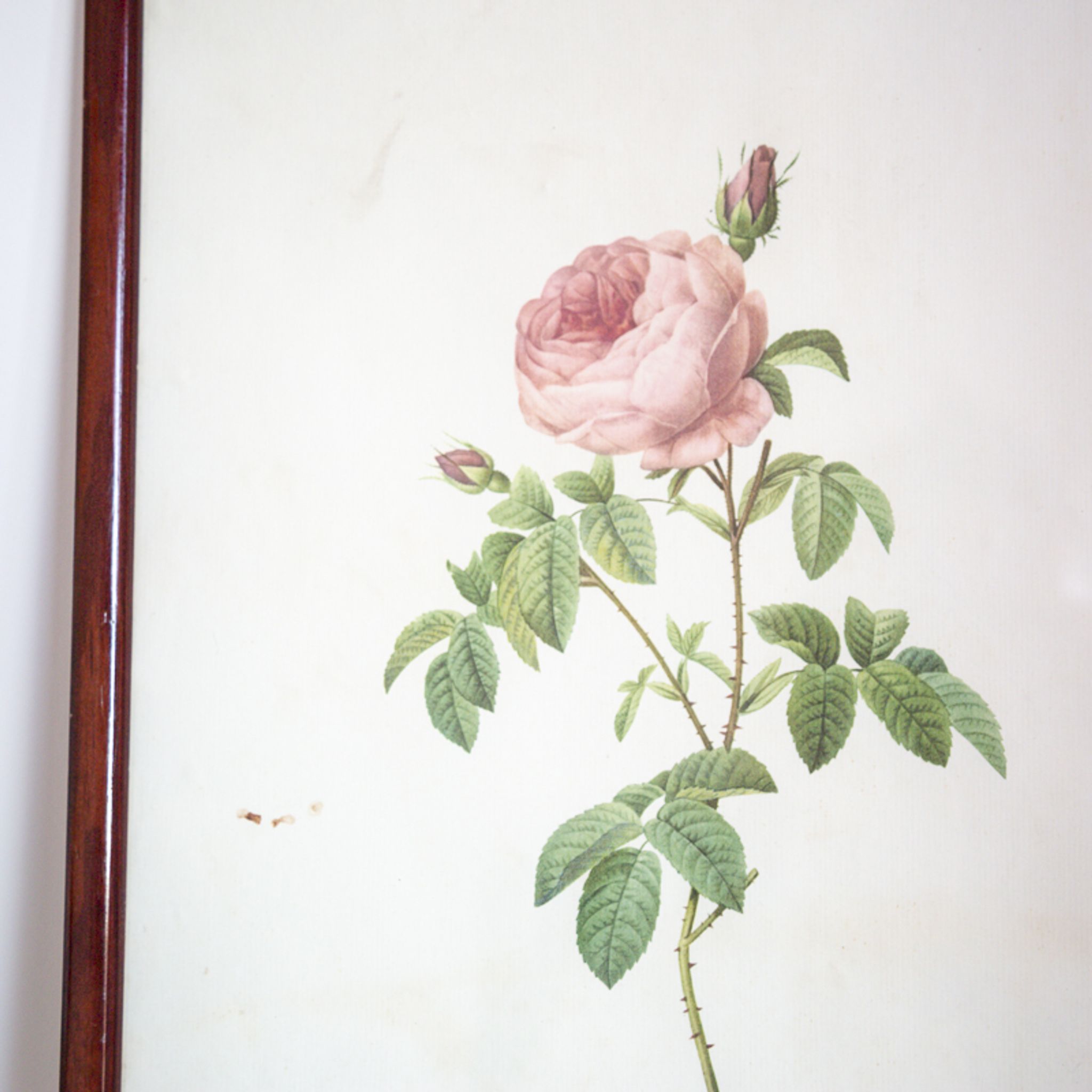Botanical board JP Redoute Rosa Centifolia Burgundiaca