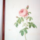 Planche botanique JP Redoute Rosa Centifolia Burgundiaca