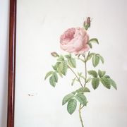 Botanical board JP Redoute Rosa Centifolia Burgundiaca