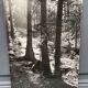 Bernard Darot film photograph, Flow of light in the forest, Nantes Club