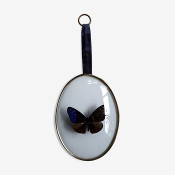 Naturalized butterfly framed bulging oval frame