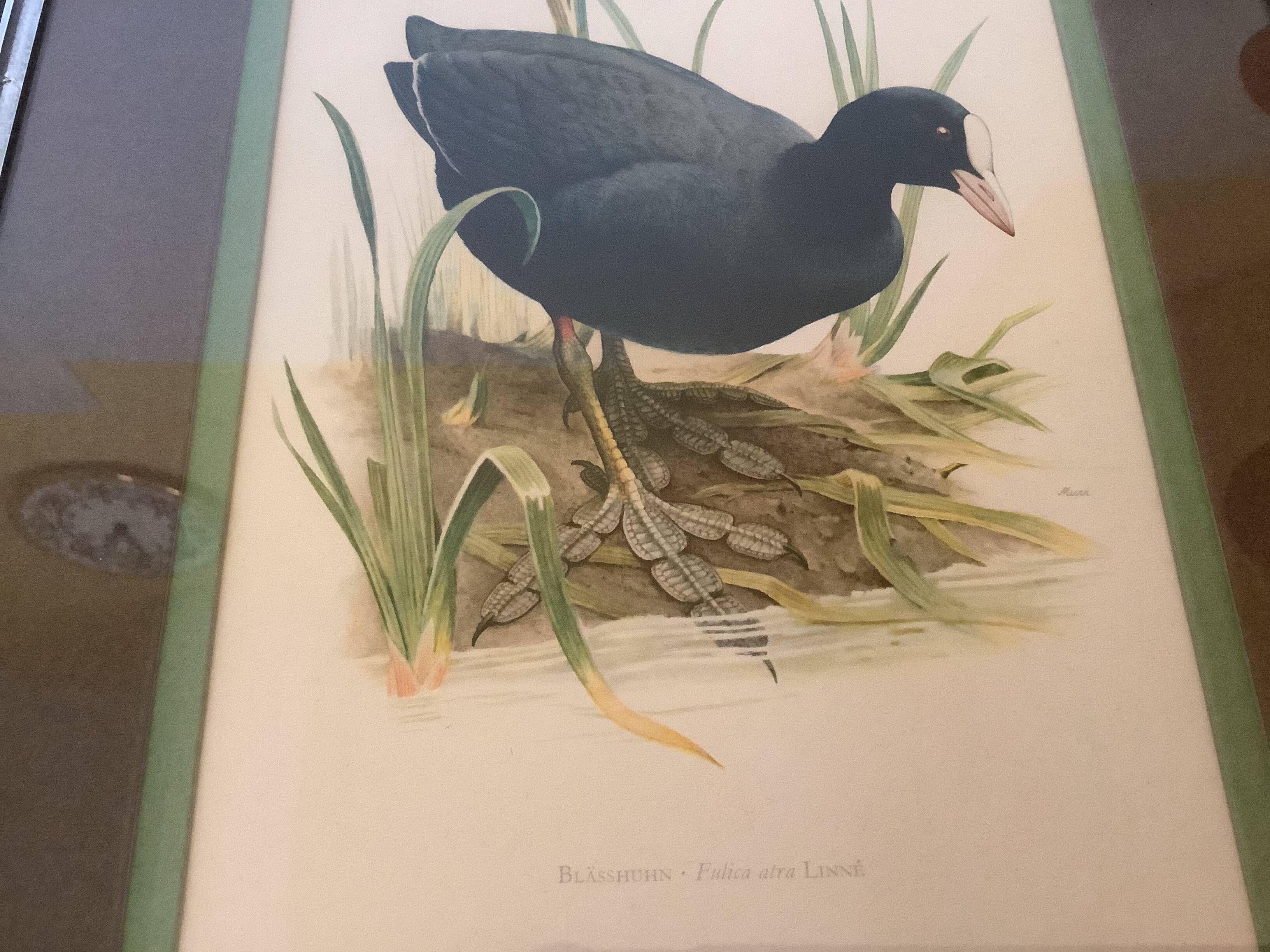 Pair of framed bird illustrations