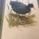 Paire d’illustrations d’oiseaux encadrés