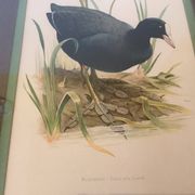 Pair of framed bird illustrations