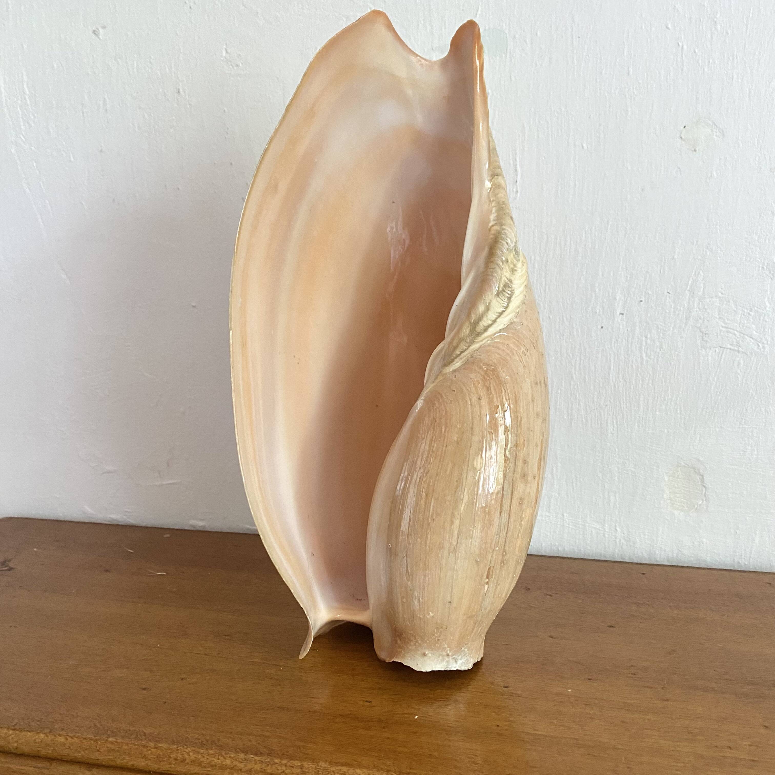 Volute shell from Senegal, 70s-80s