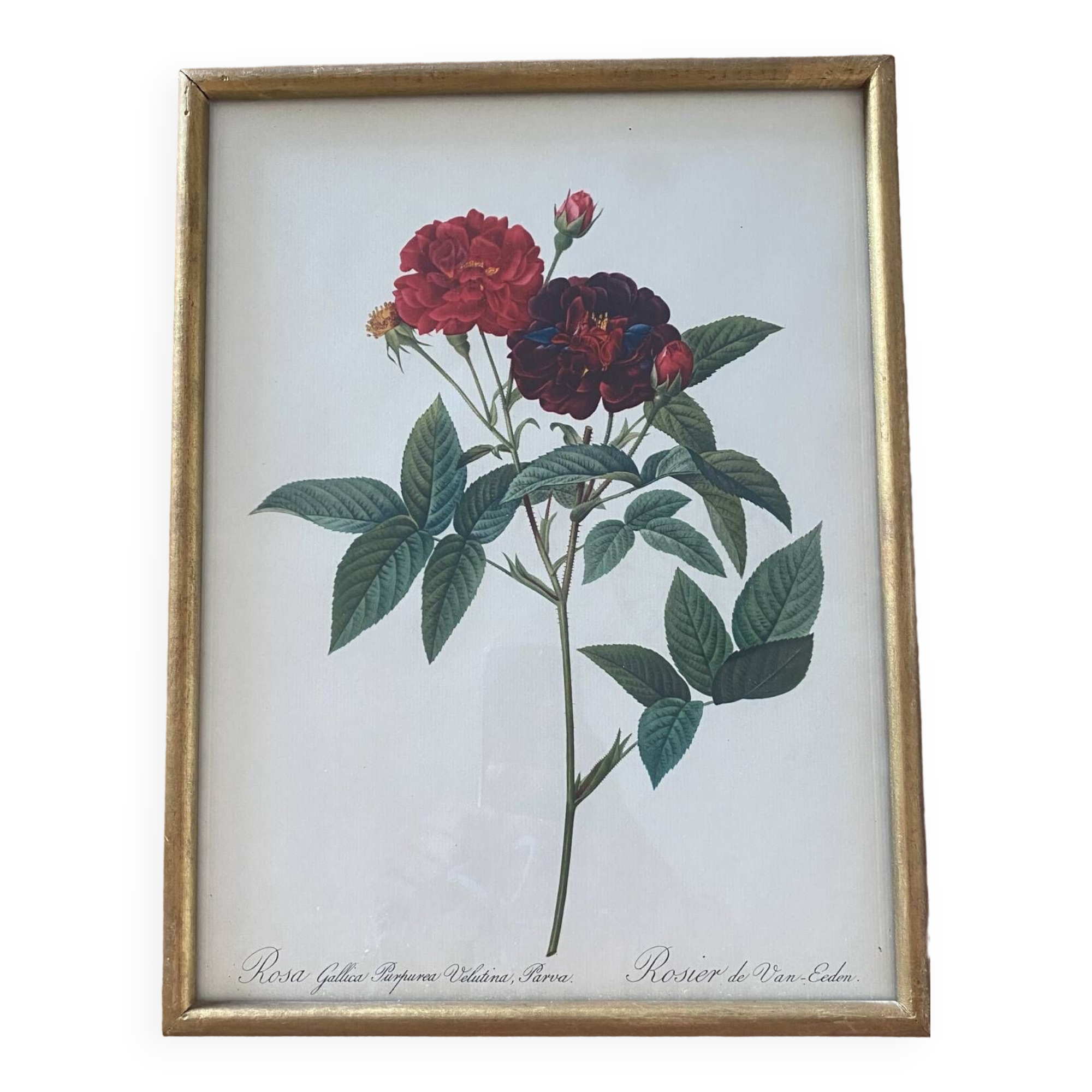 Botanical plate PJ Redouté lithograph Rosier Van Eeden