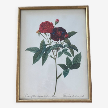 Botanical plate PJ Redouté lithograph Rosier Van Eeden