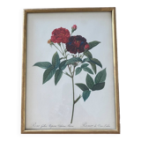 Botanical plate PJ Redouté lithograph Rosier Van Eeden
