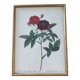 Botanical plate PJ Redouté lithograph Rosier Van Eeden