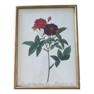 Botanical plate PJ Redouté lithograph Rosier Van Eeden