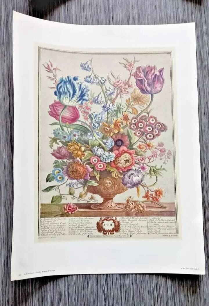 Lot of 19th century Floral Engravings - Vintage Art Print Flowers - 12 months - Robert Furber
