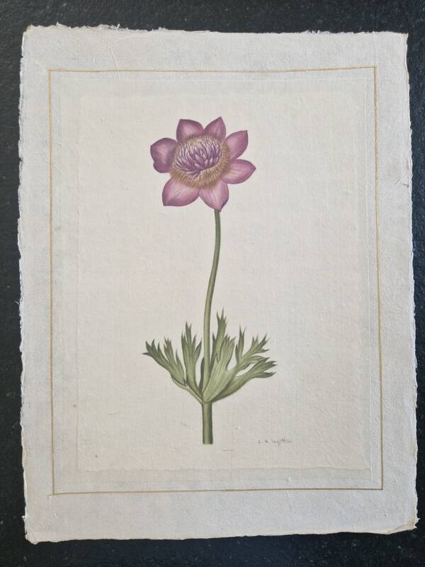 La Roche Laffitte (Born in 1943) - Watercolour drawing on silk - Anemone