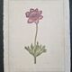 La Roche Laffitte (Born in 1943) - Watercolour drawing on silk - Anemone