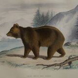 Original zoological plate " brown bear " - buffon 1840