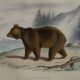 Planche zoologique originale " ours brun " - buffon 1840