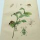 Old engraving from 1839 - Polygonatum Insects - Manually coloured