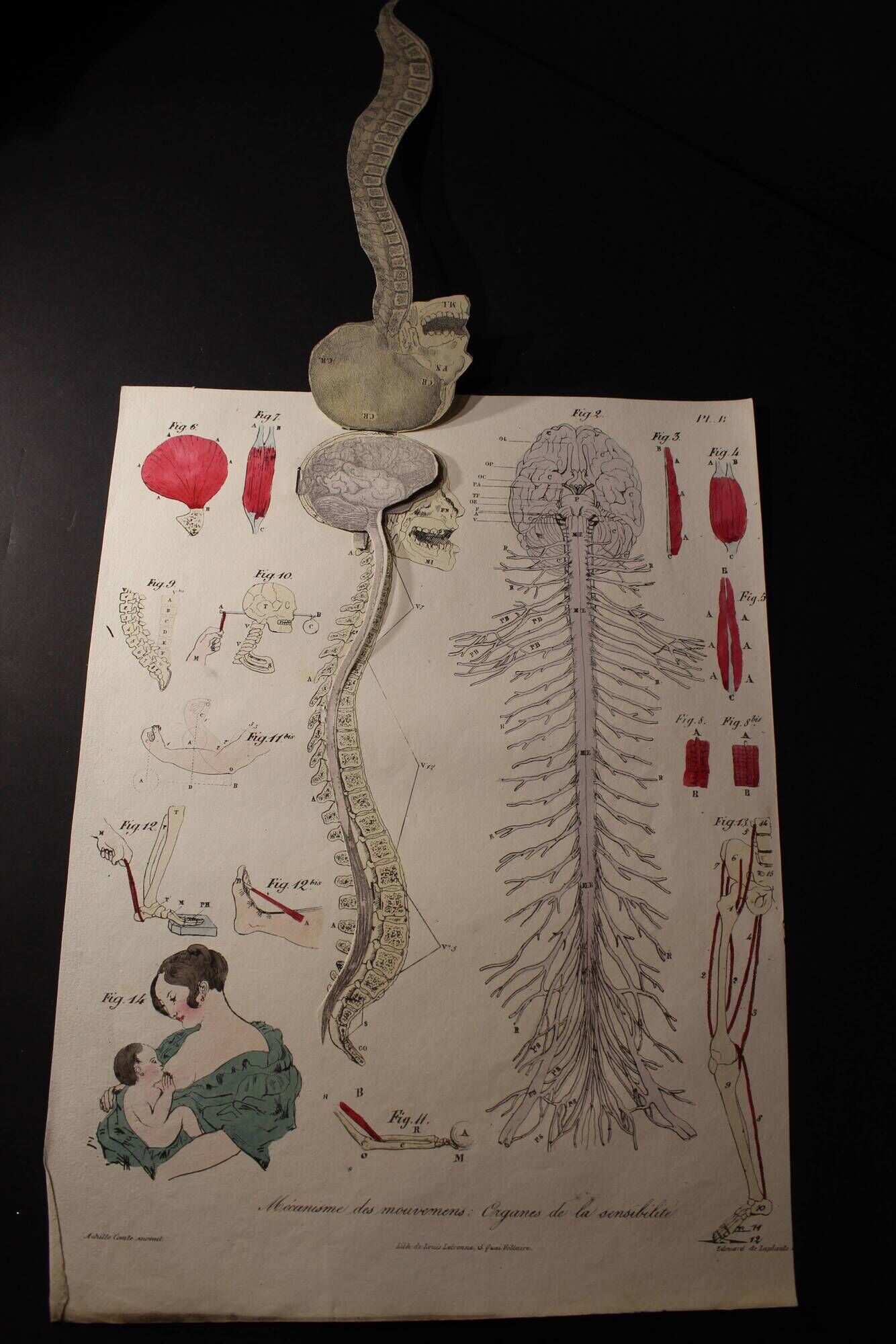 Medical anatomy board "Mechanism of movements: Organs of sensitivity"