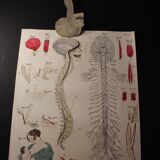 Medical anatomy board "Mechanism of movements: Organs of sensitivity"
