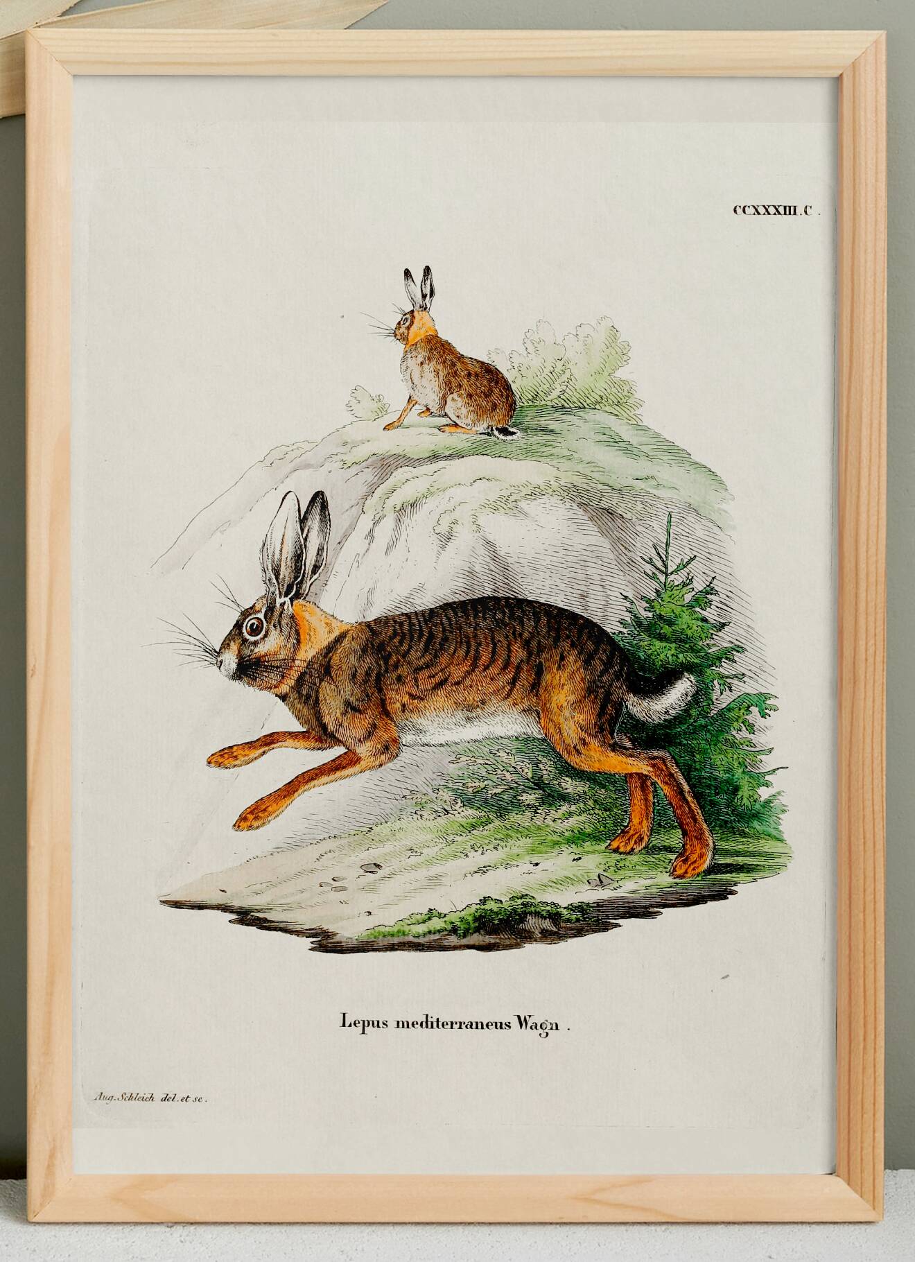 Poster about the hare, based on an old engraving from 1774.