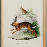 Poster about the hare, based on an old engraving from 1774.