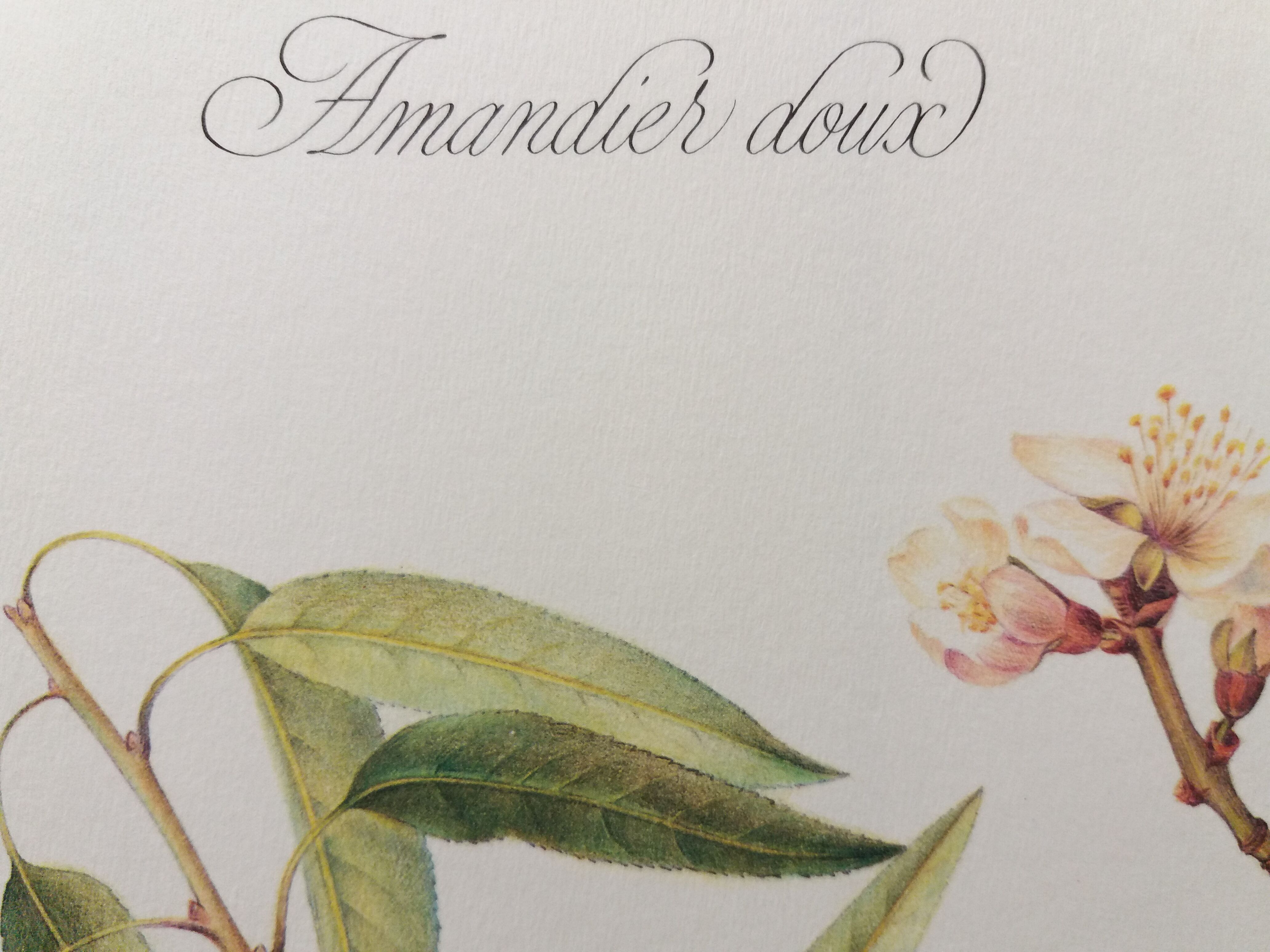 Sweet almond botanical plank