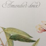 Sweet almond botanical plank