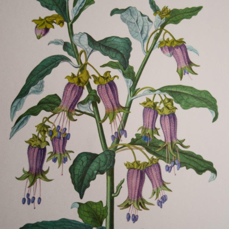 Botanical board Hebecladus - Servier