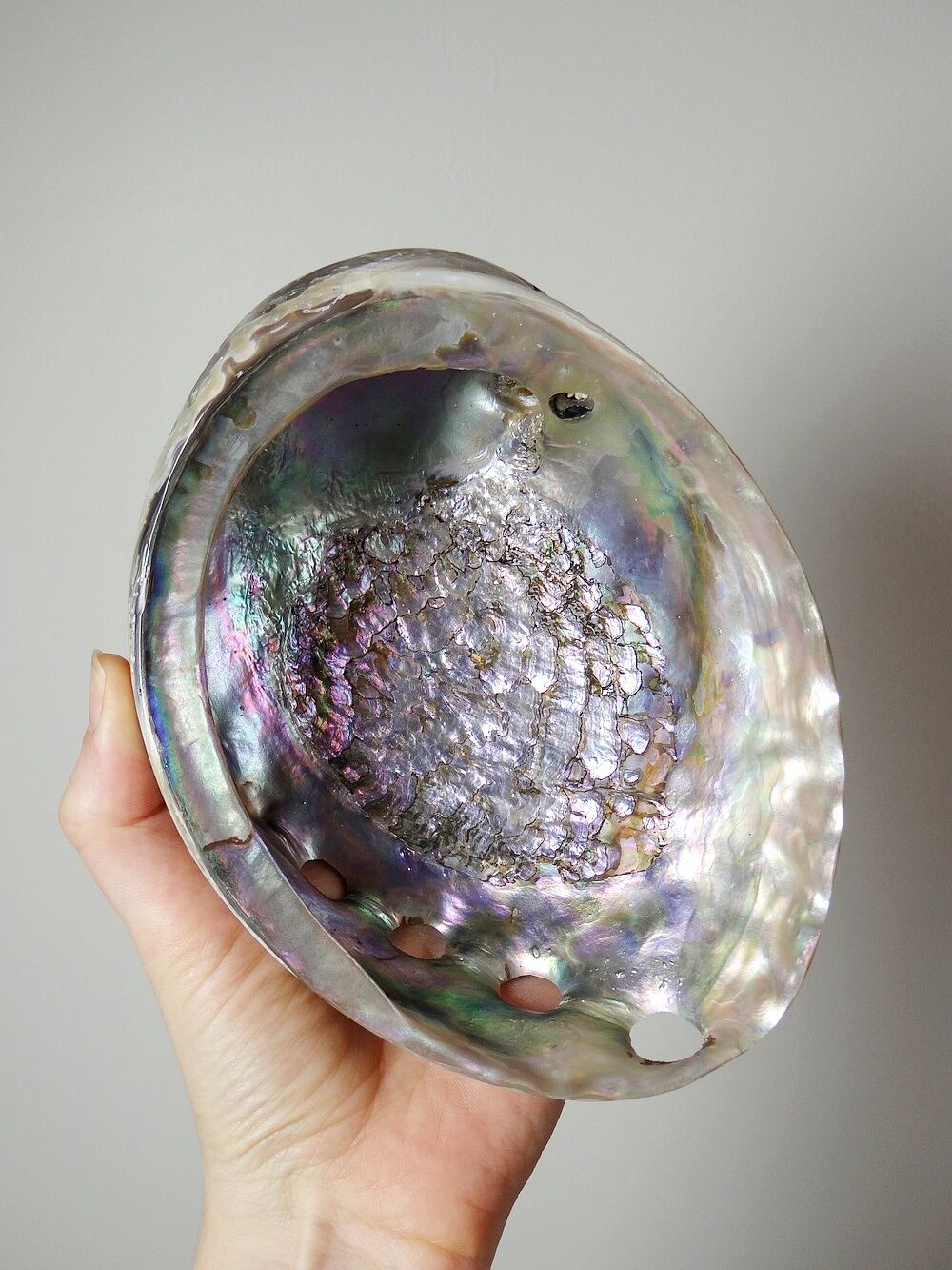 Large polished abalone shell, curiosity item, vintage 20th century.