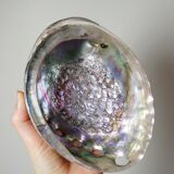 Large polished abalone shell, curiosity item, vintage 20th century.