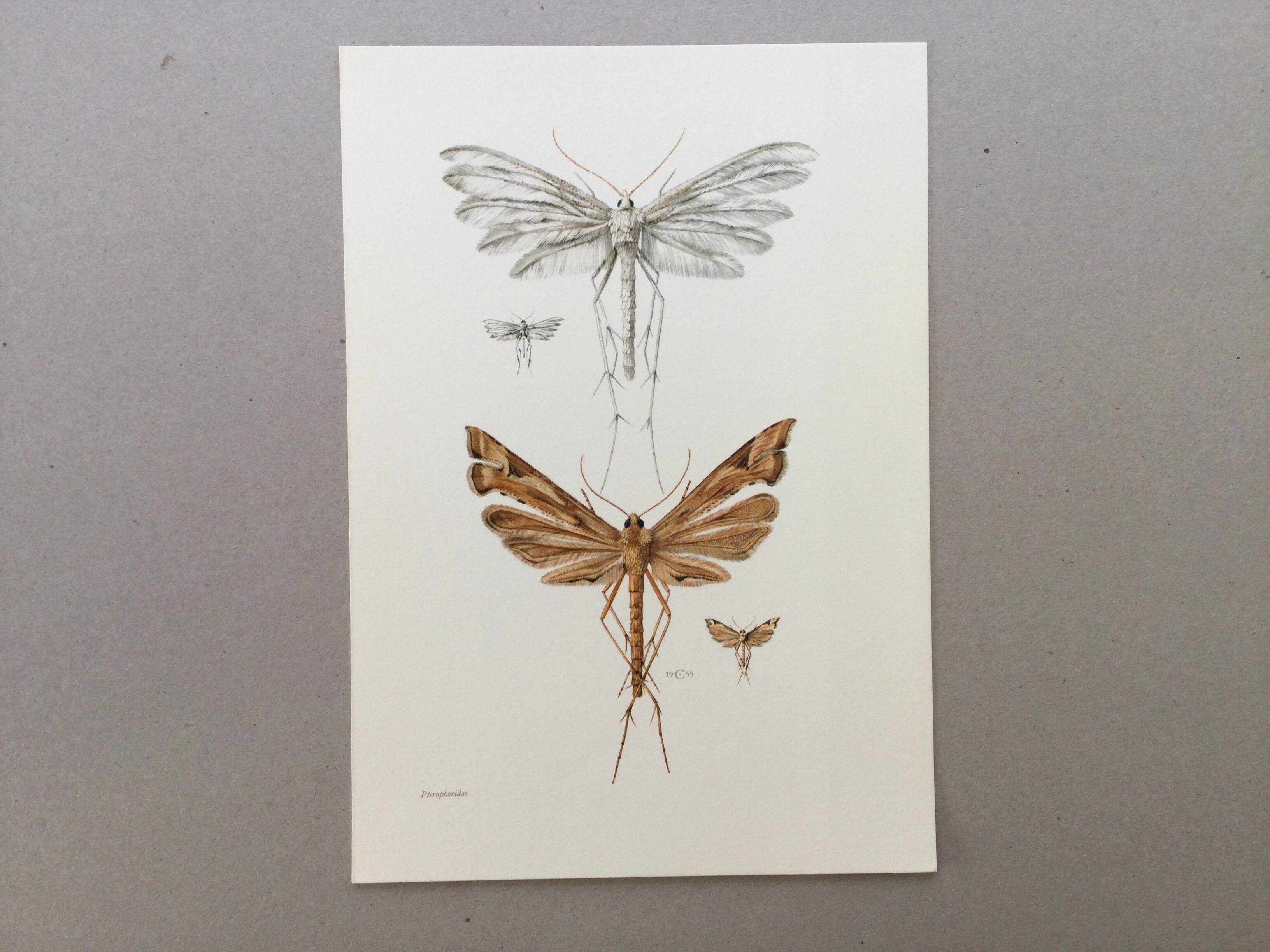 Impression vintage Insectes, illustration ancienne années 60