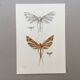 Impression vintage Insectes, illustration ancienne années 60