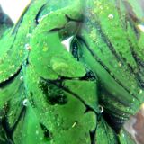 Sulfide paperweight robert pierini glass biot glass paperweight/novaro/green.
