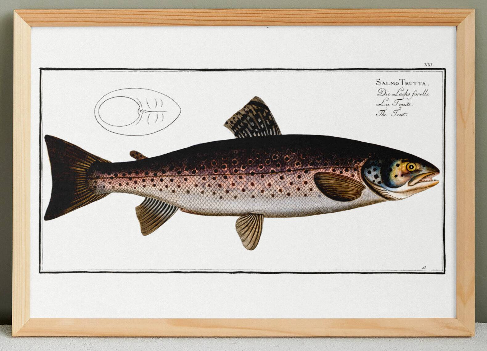 Poster about trout, based on an old engraving from 1746.