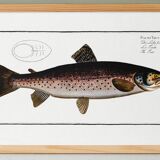 Poster about trout, based on an old engraving from 1746.
