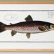 Poster about trout, based on an old engraving from 1746.