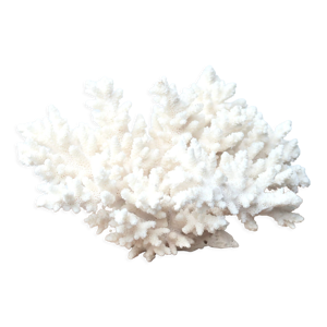 Corail blanc, années 70