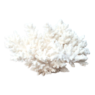 Corail blanc, années 70