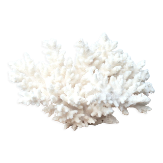 White coral, 70s