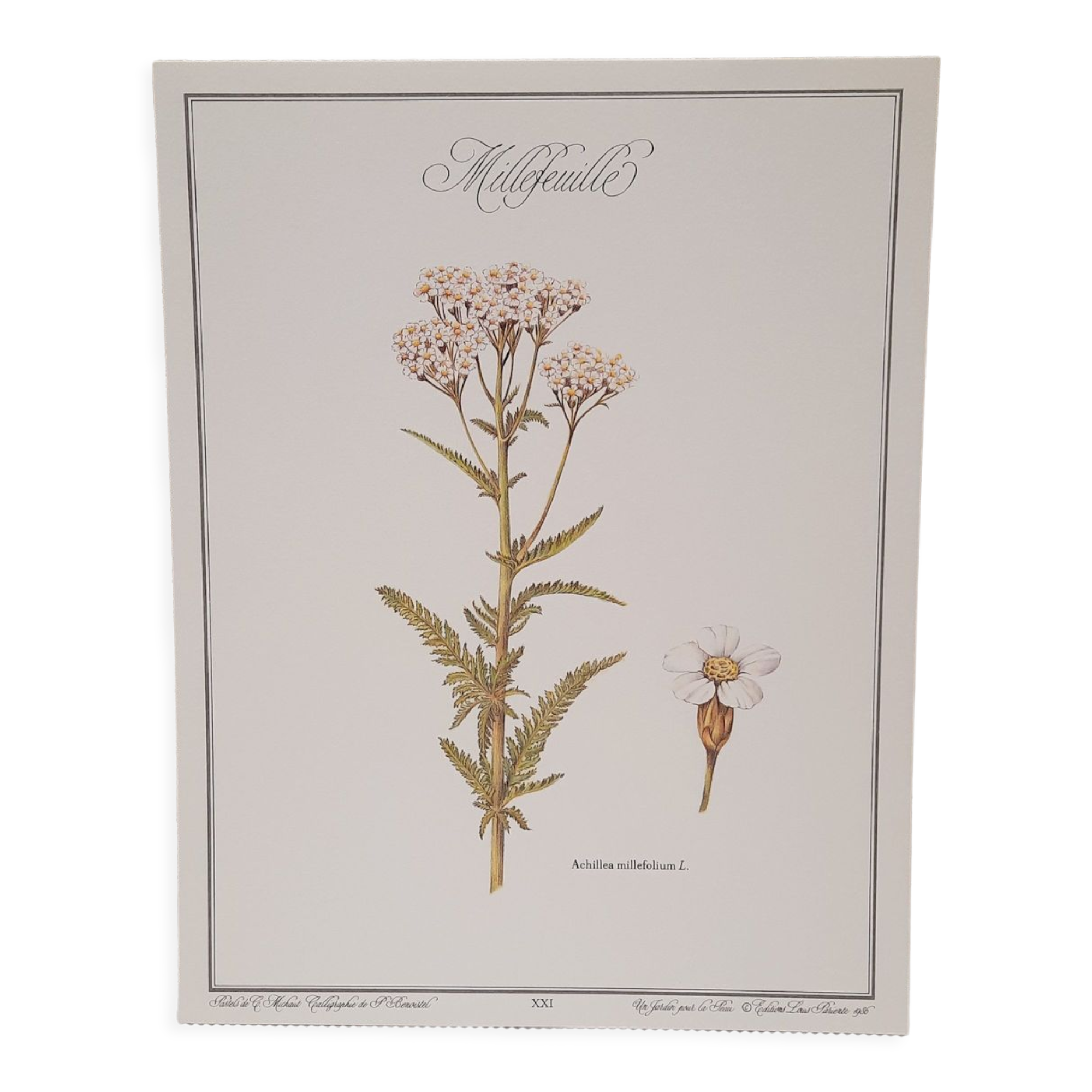 Millefeuille botanical plate