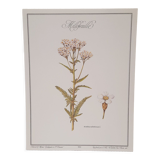 Millefeuille botanical plate