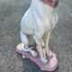 Large Sitting Greyhound Statue in Concrete / Cement - Garden Decoration or