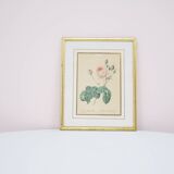 Vintage gold frame print rose