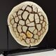 Septaria nodule on custom stand