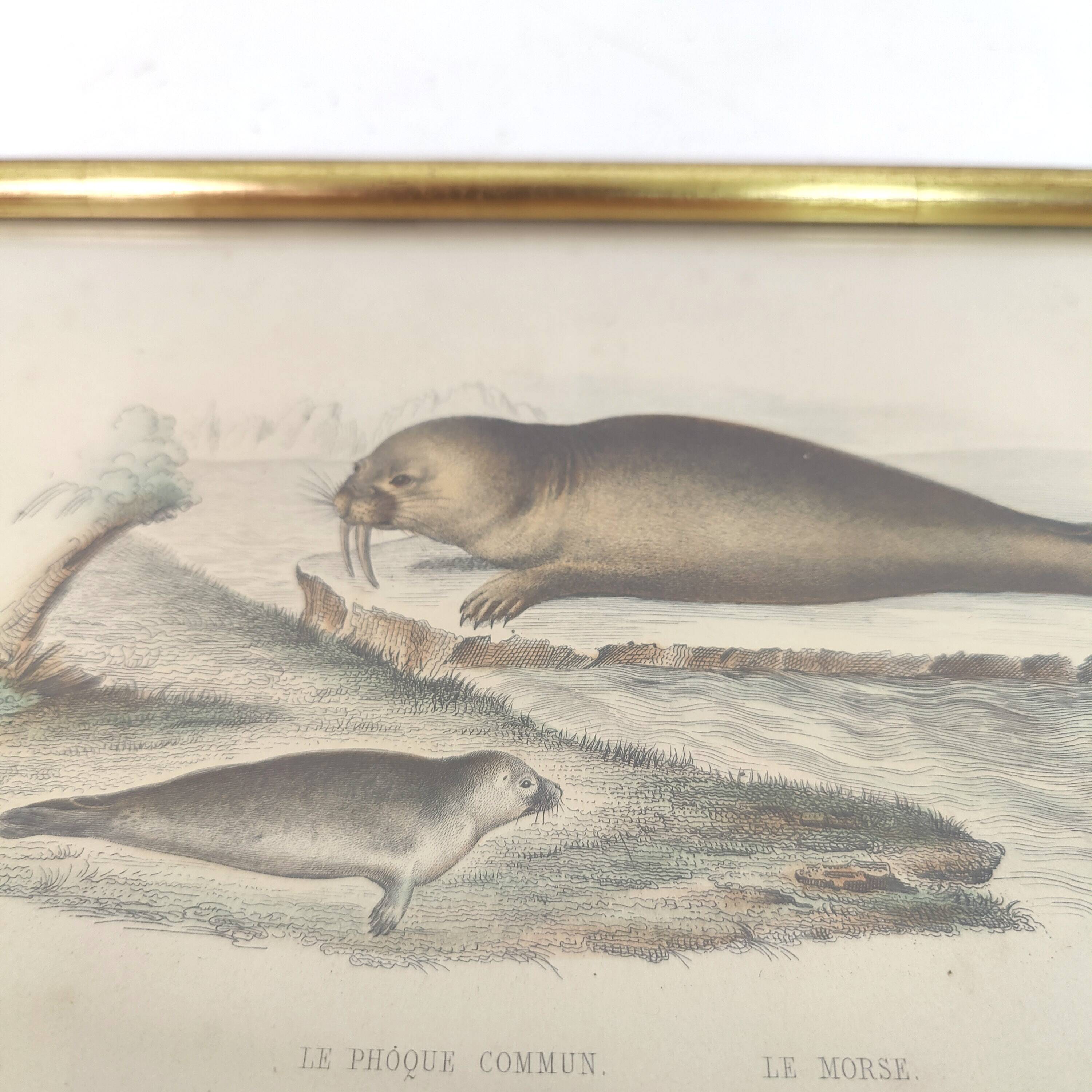 Zoological board engraving Buffon seal & walrus gilded wood frame