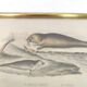 Zoological board engraving Buffon seal & walrus gilded wood frame